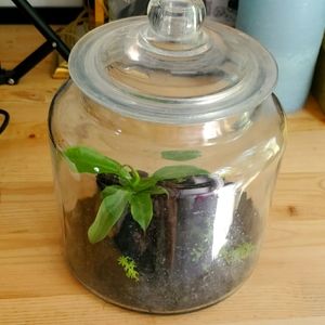 Large Glass Teranium Jar with lid